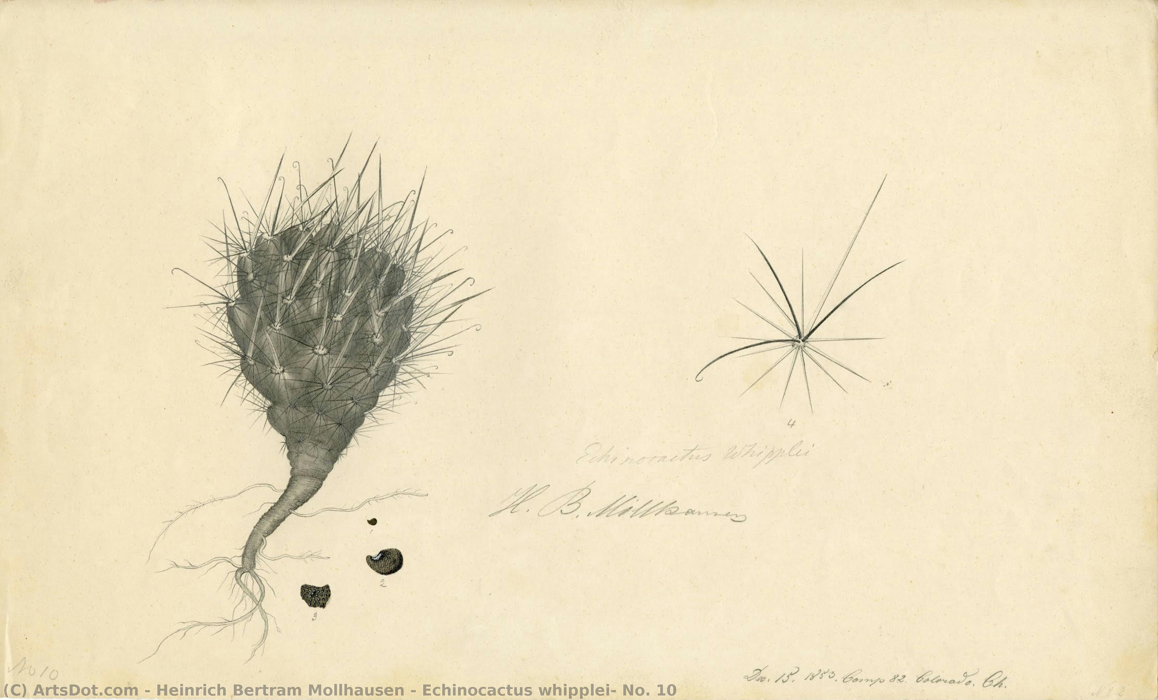 Echinocactus Whipplei, No. 10 — Heinrich Bertram Mollhausen