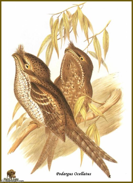 Podarge Ocelle — John Gould