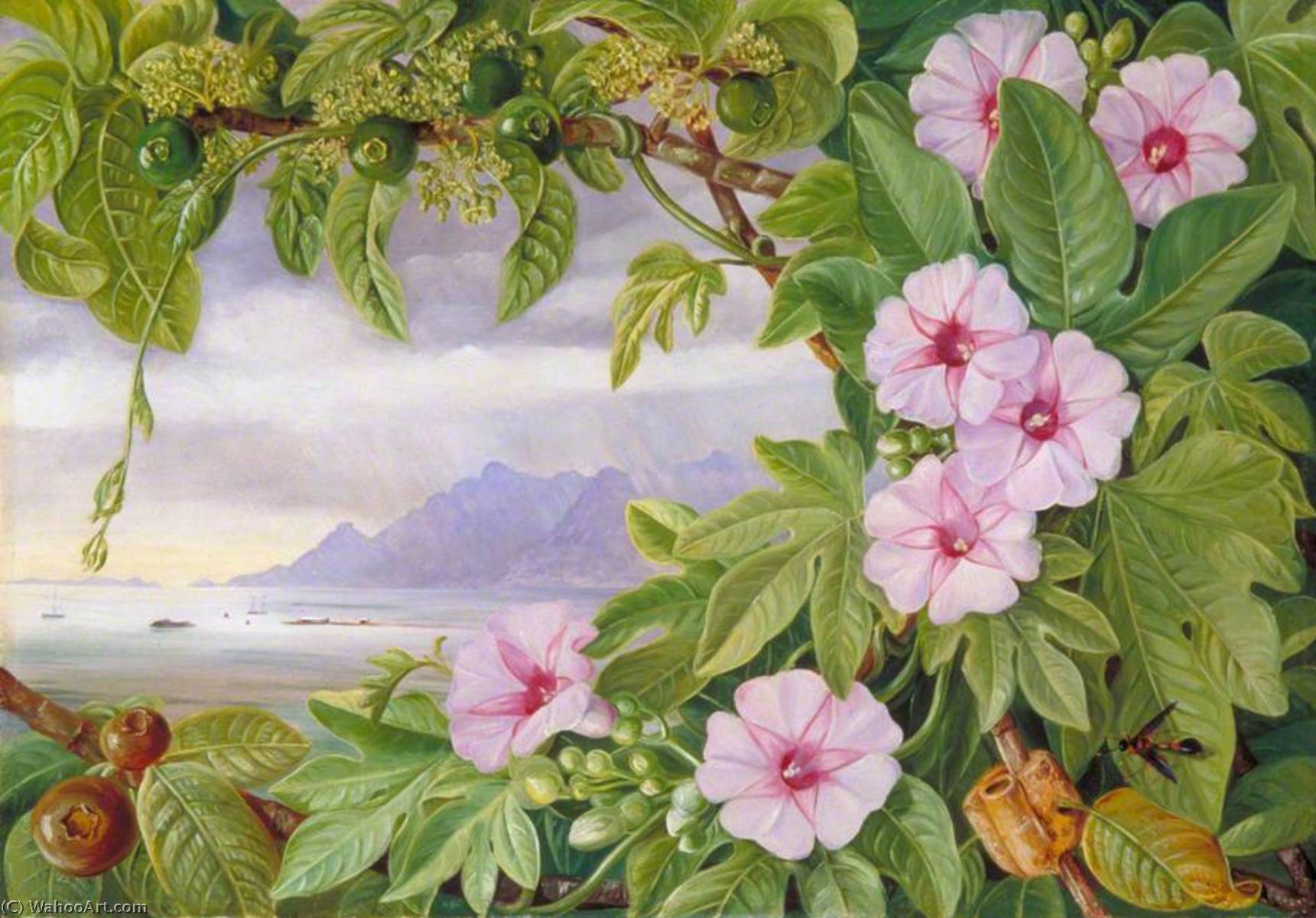 Ipomoea And Vavangue With Mahé Harbour In The Distance — Marianne North