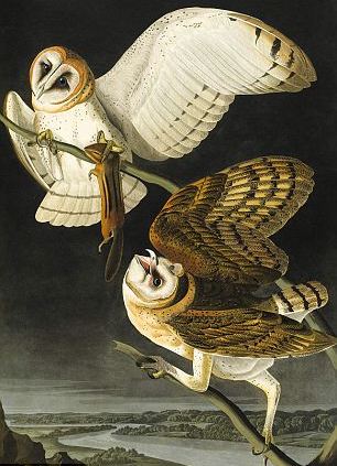 Barn Owl — John James Audubon