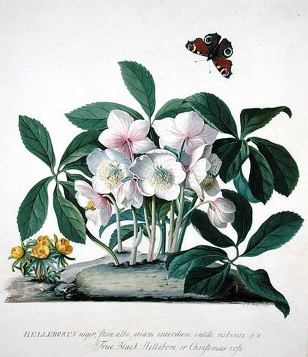 Helleborus Niger (litho) — Georg Dionysius Ehret