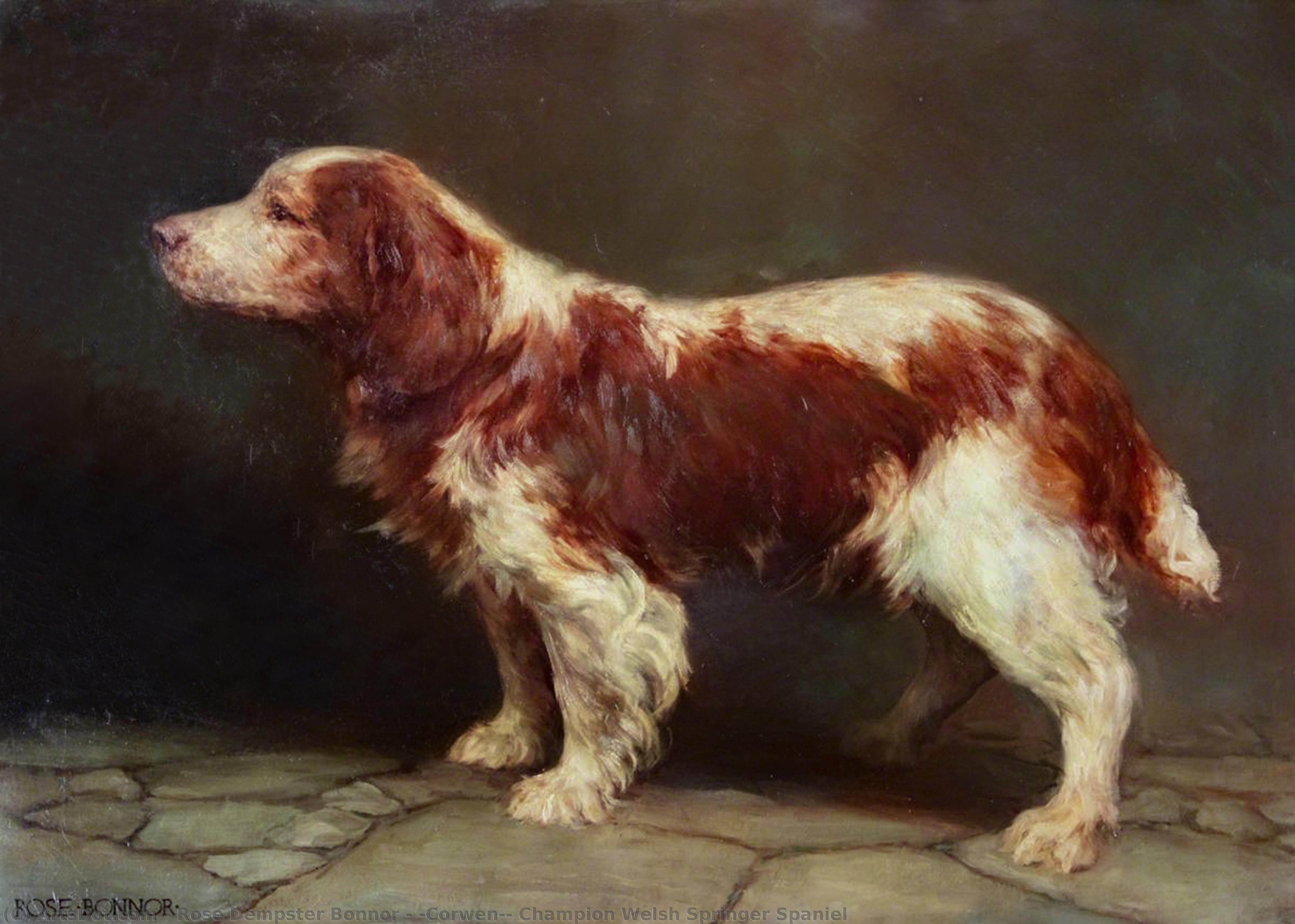 'corwen', Champion Welsh Springer Spaniel — Rose Dempster Bonnor