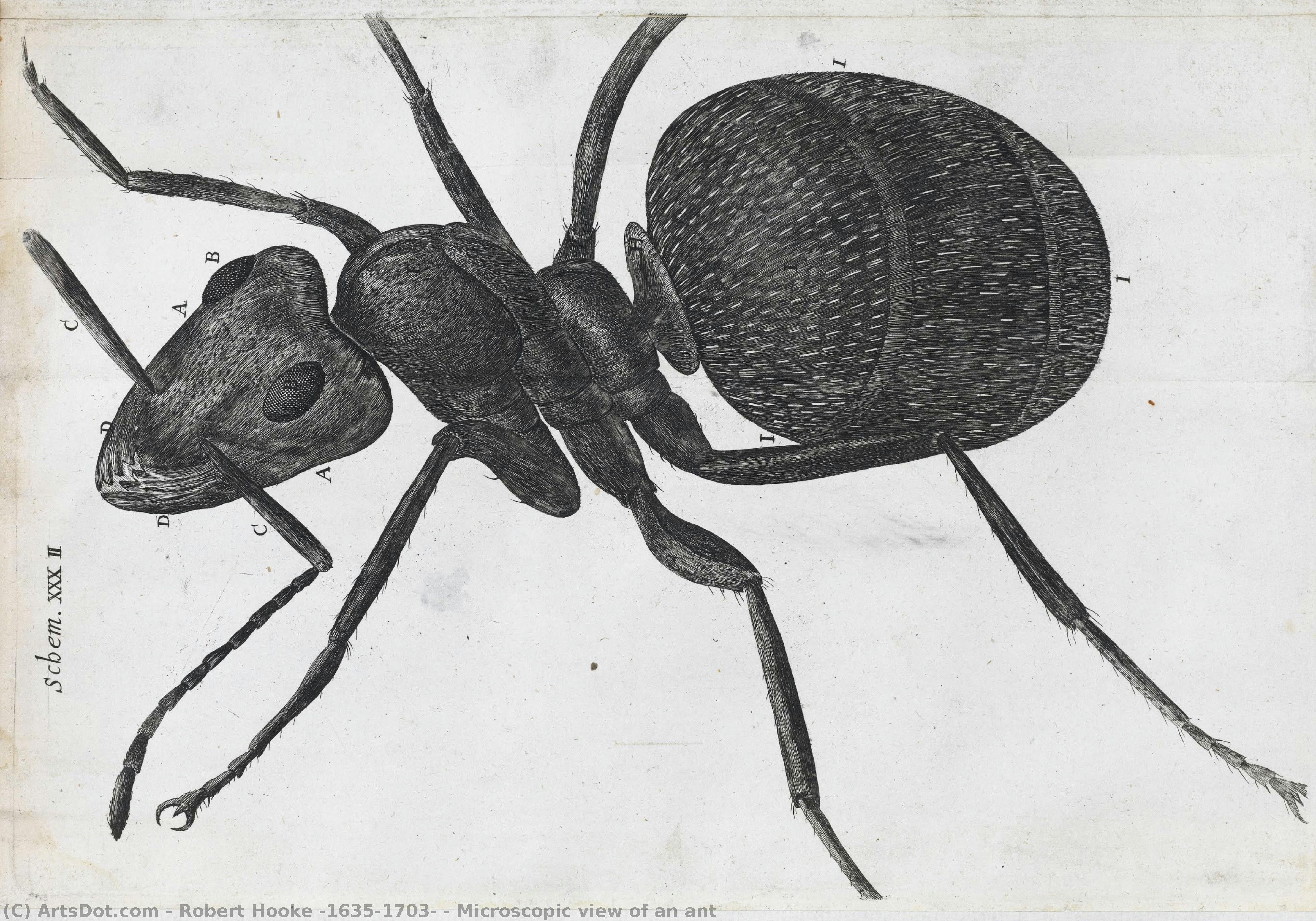 Microscopic View Of An Ant — Robert Hooke (1635-1703)