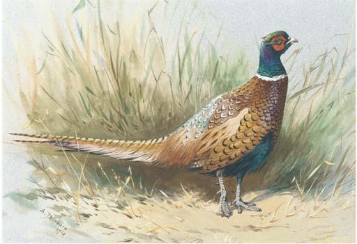 A Pheasant — Archibald Thorburn