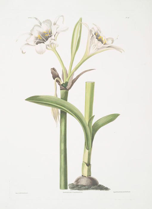 Pancratium Calathinum — Robert Havell
