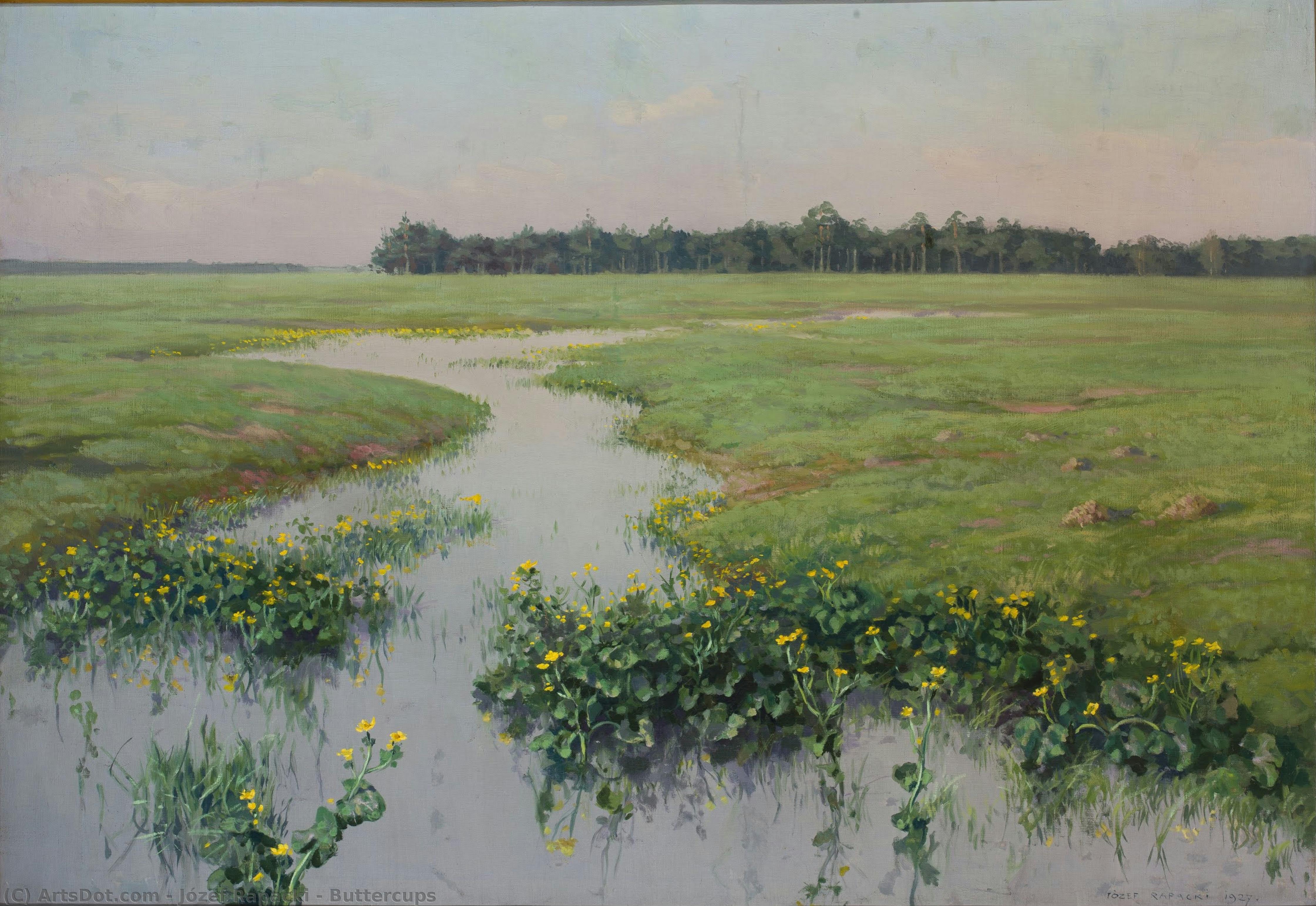 Buttercups — Józef Rapacki