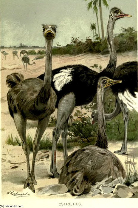 Ostriches Struthio Camelus — Friedrich Wilhelm Kuhnert