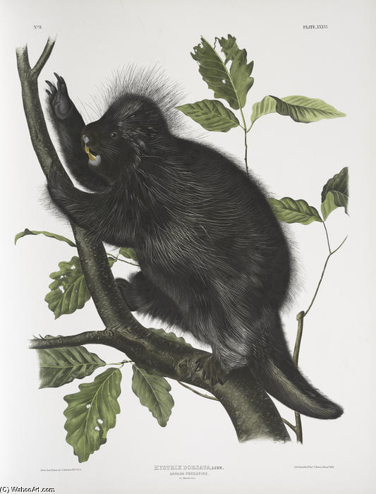 Nystrix Dorsata, Canada Porcupine — John James Audubon