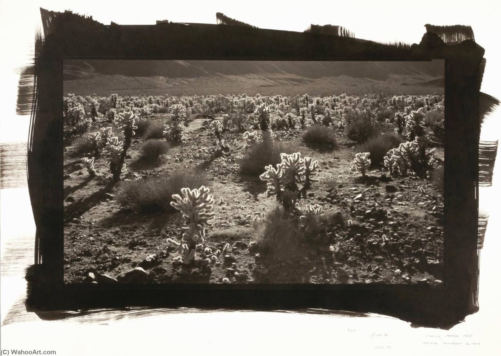 Cholla, Joshua Tree National Monument, California — Dick Arentz