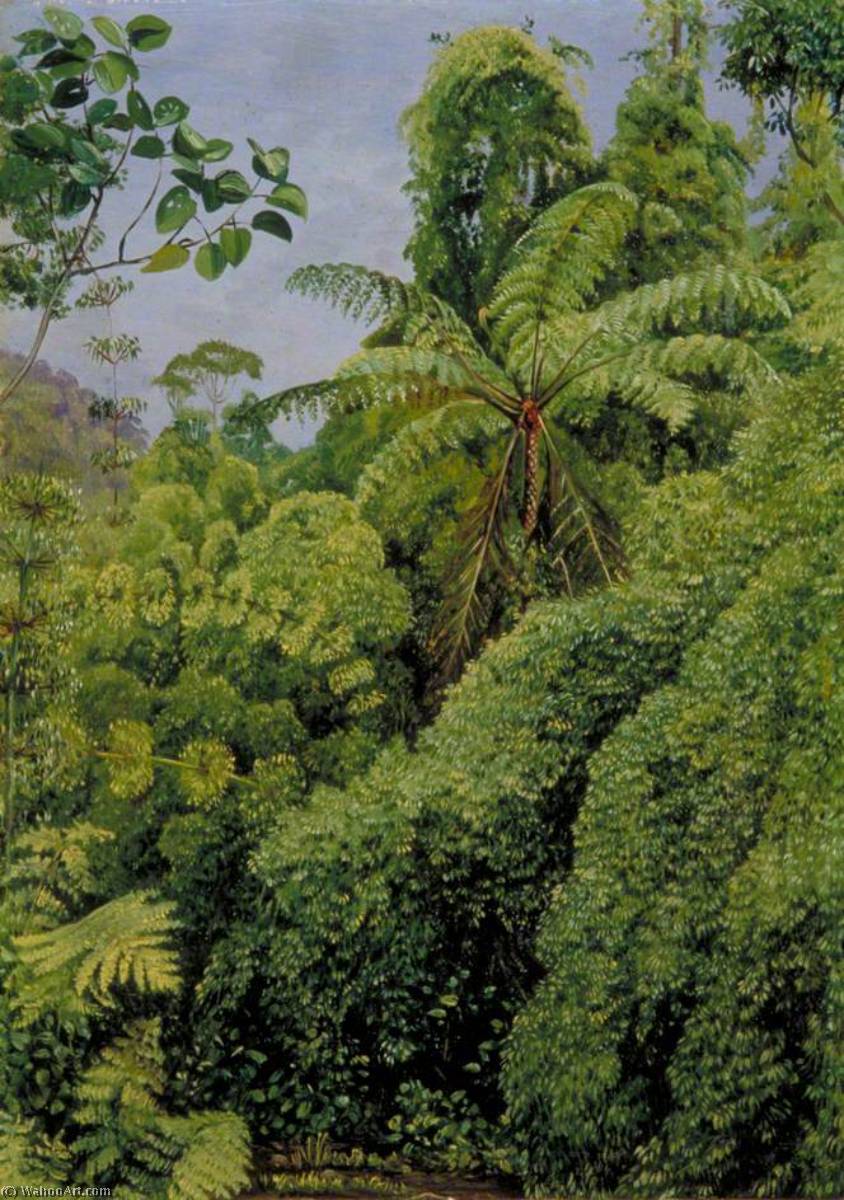 Tree Ferns And Climbing Bamboos In Gongo Forest, Brazil — Marianne North