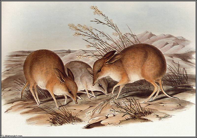Pig - Footed Bandicoot — John Gould