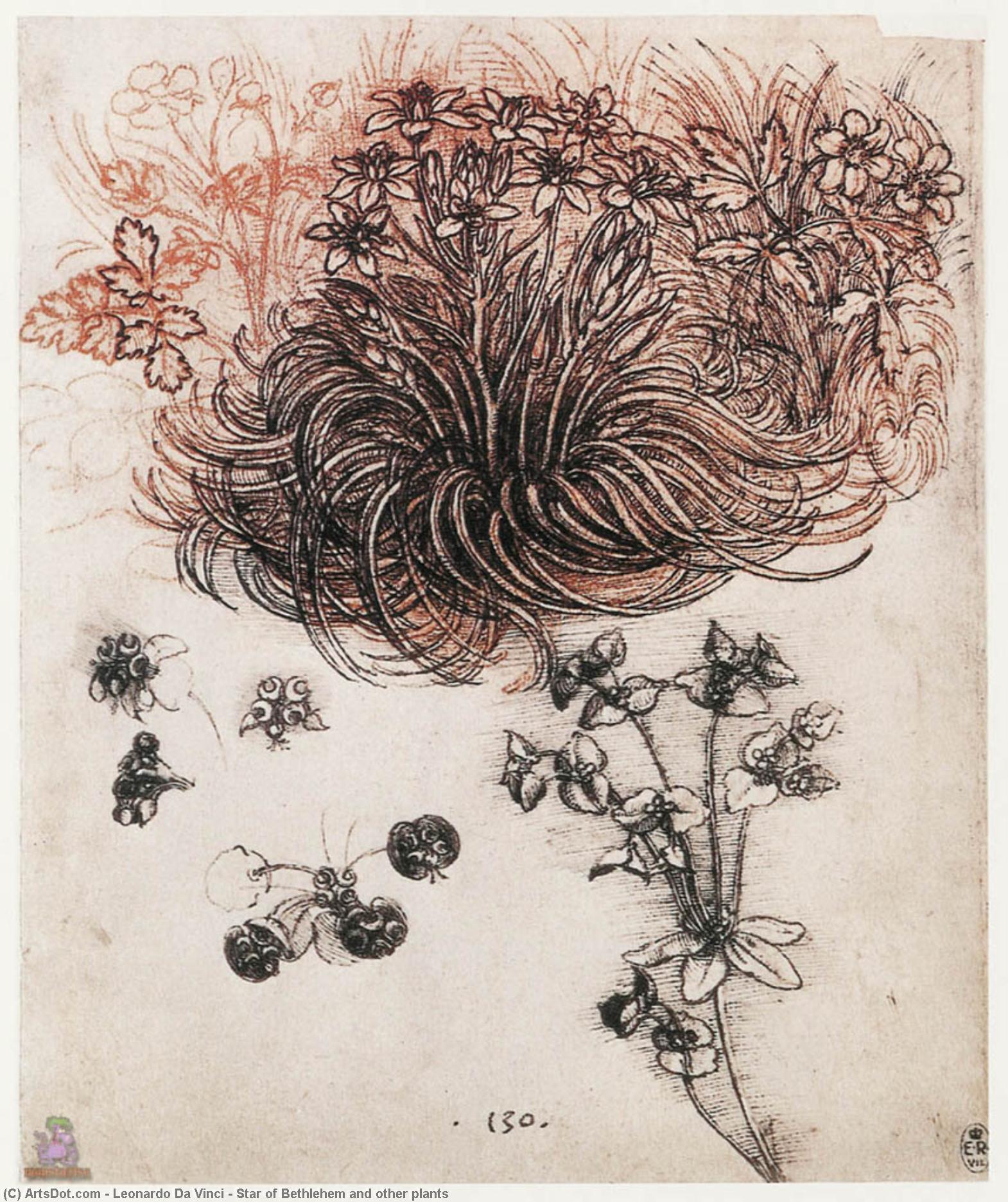 Star Of Bethlehem And Other Plants — Leonardo Da Vinci