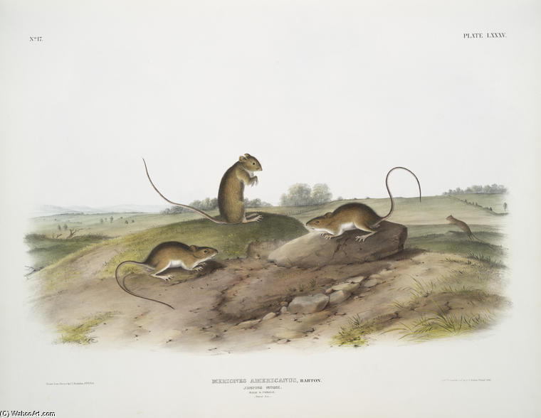 Meriones Americanus, Jumping Mouse — John James Audubon