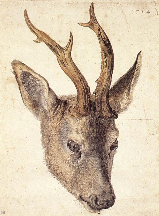 Head Of The Stag — Albrecht Dürer