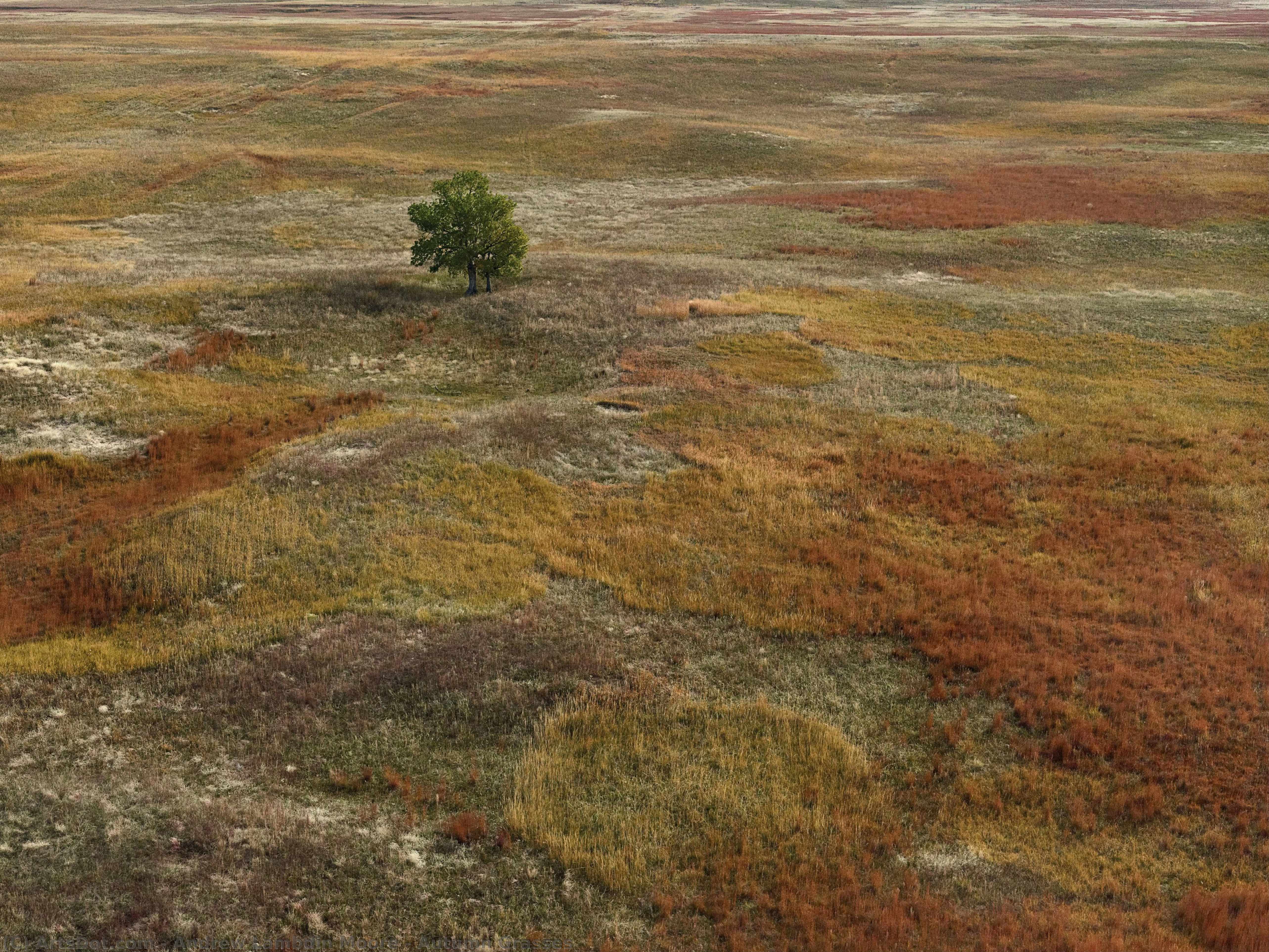 Autumn Grasses — Andrew Lambdin Moore