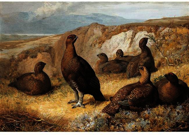 Grouse On The Moor — Archibald Thorburn