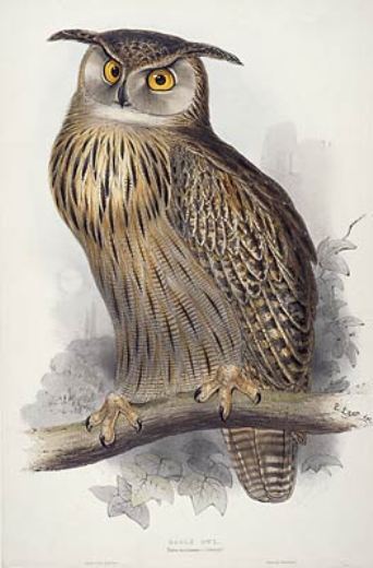 Eagle Owl — Edward Lear