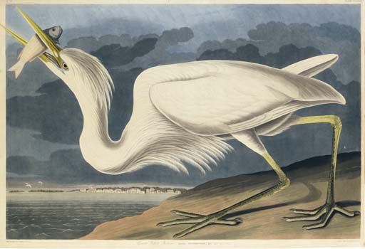 Great White Heron — Robert Havell
