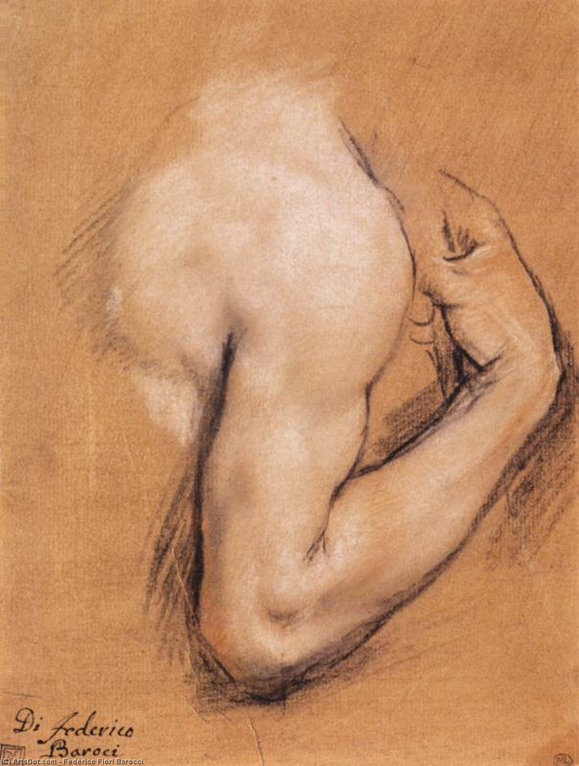 Study Of A Bent Right Arm — Federico Fiori Barocci