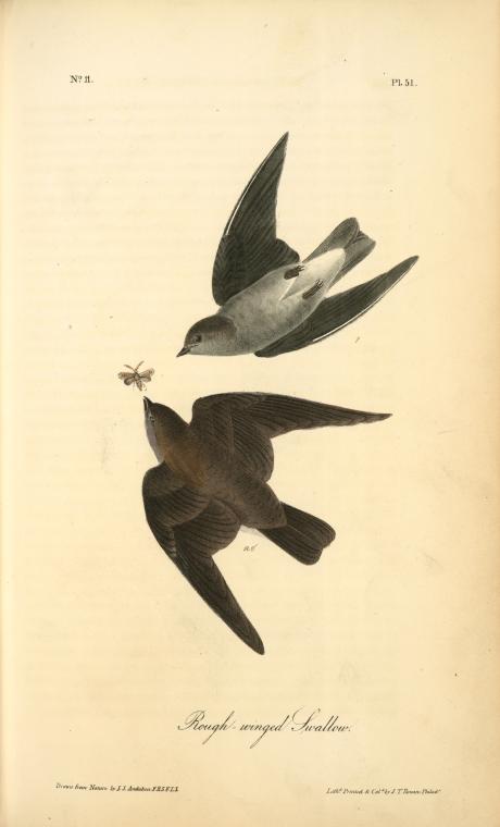 Rough-winged Swallow — John James Audubon