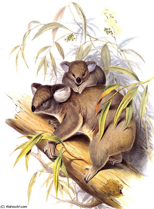 Koala — John Gould