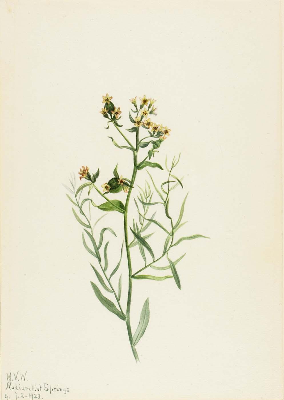 Atemporal De Sapo (comandra Pálida) — Mary Vaux Walcott