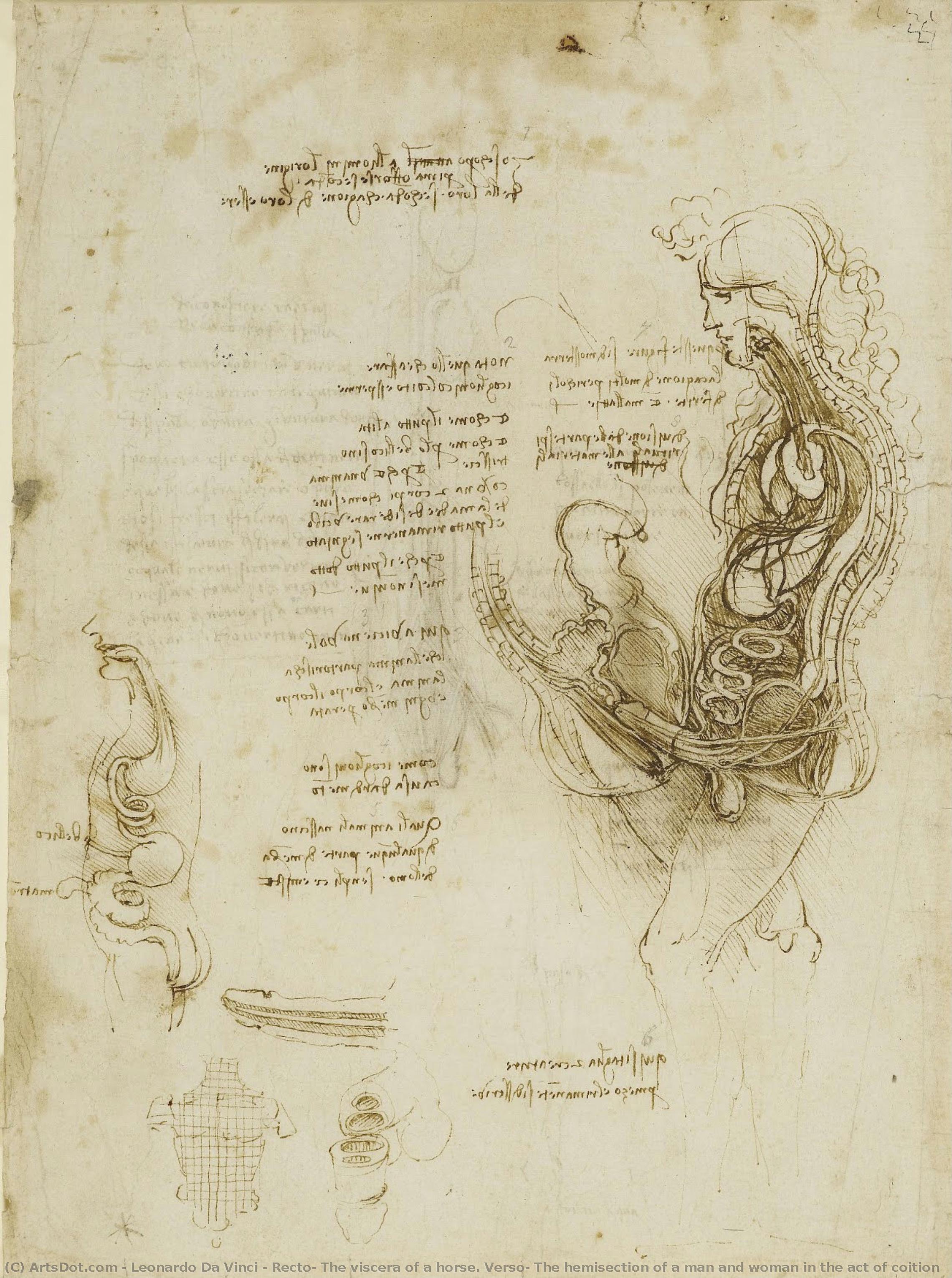 Recto: The Viscera Of A Horse. Verso: The Hemisection Of A Man And Woman In The Act Of Coition — Leonardo Da Vinci