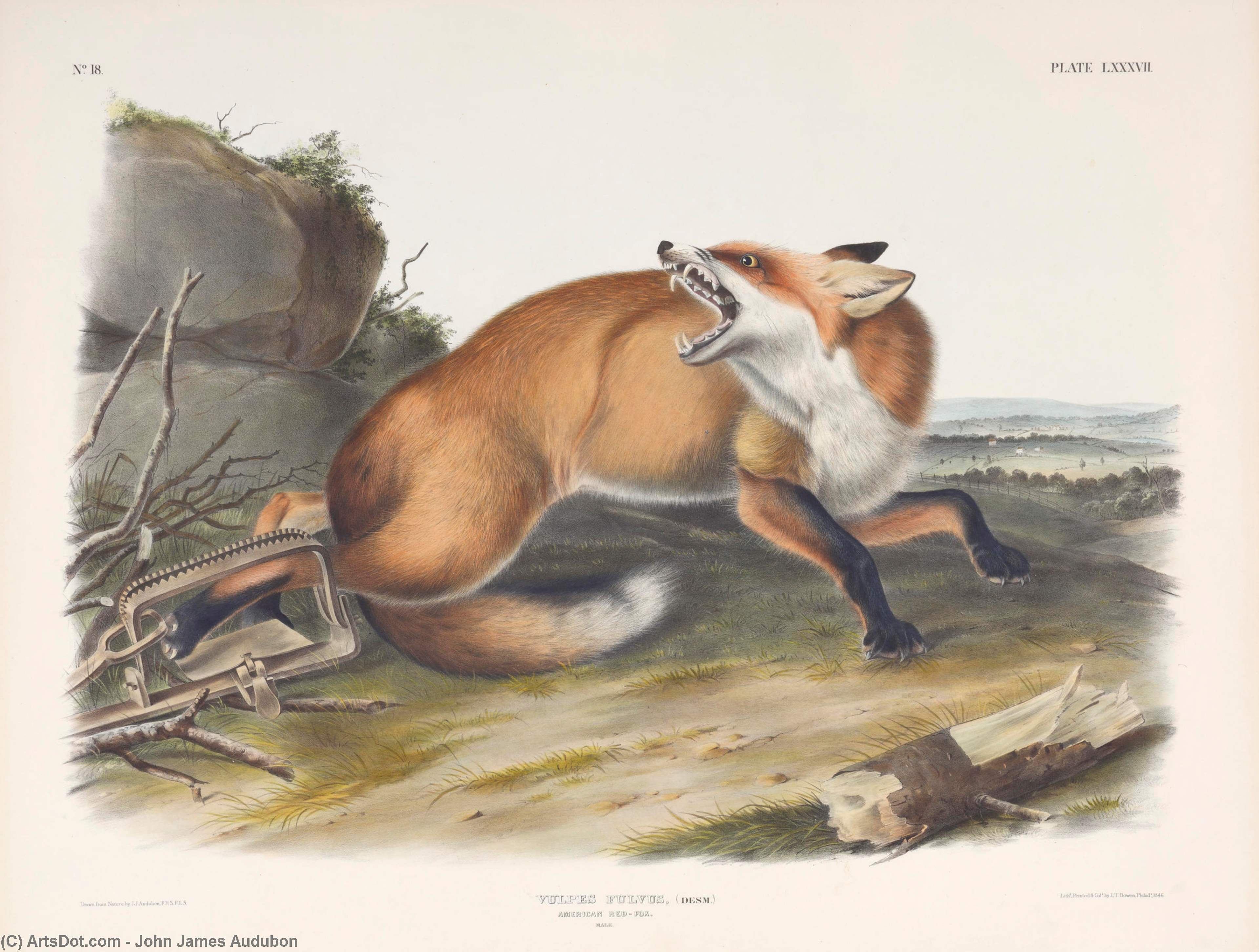 Vulpes Fulvus, American Red-fox — John James Audubon