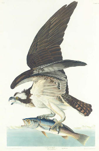 Fish Hawk — Robert Havell