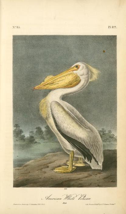 American White Pelican. Male — John James Audubon