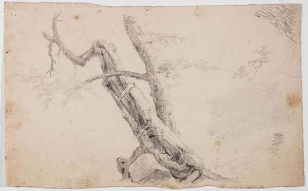 Old Birch — Thomas Cole