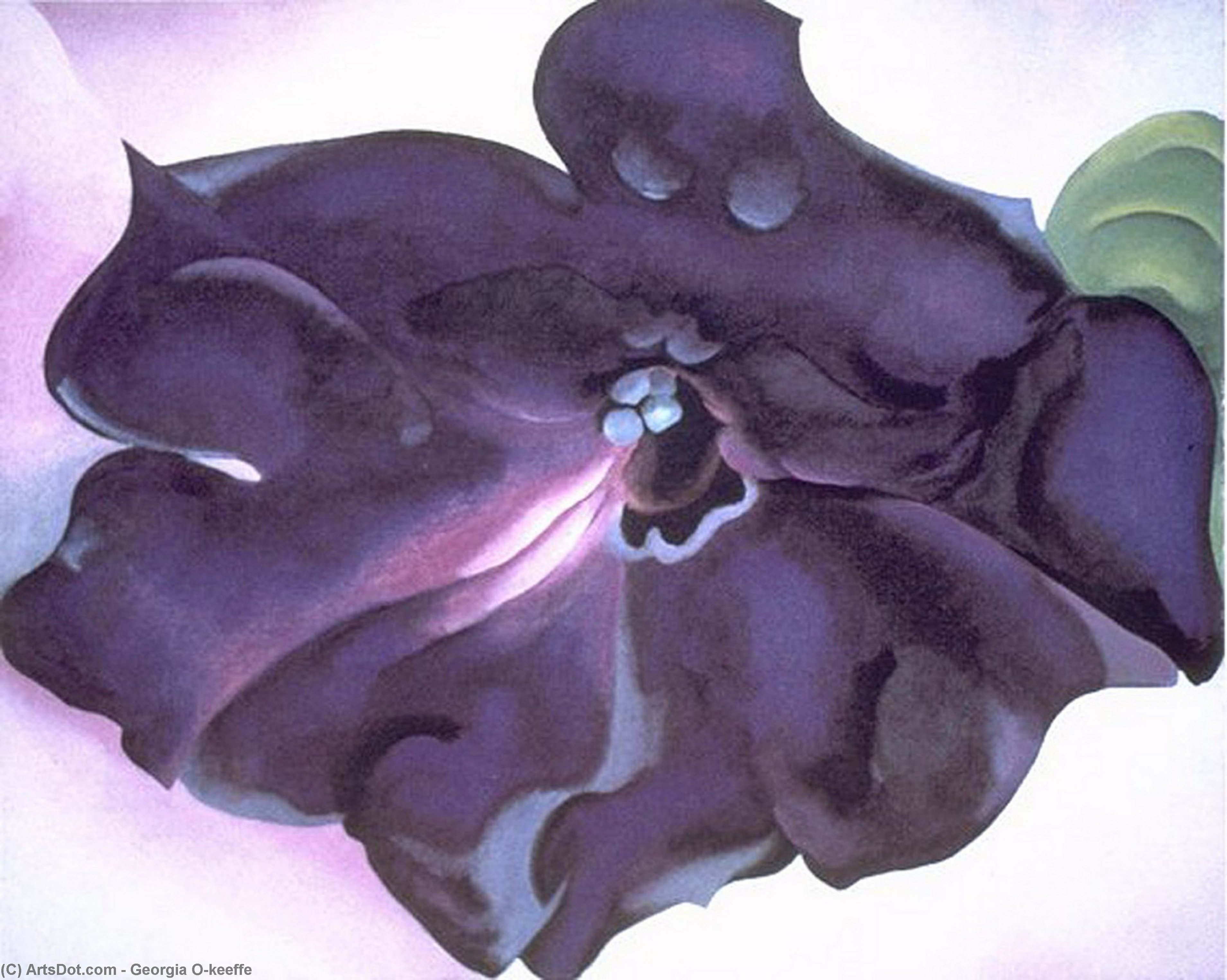 Petunia — Georgia O'keeffe