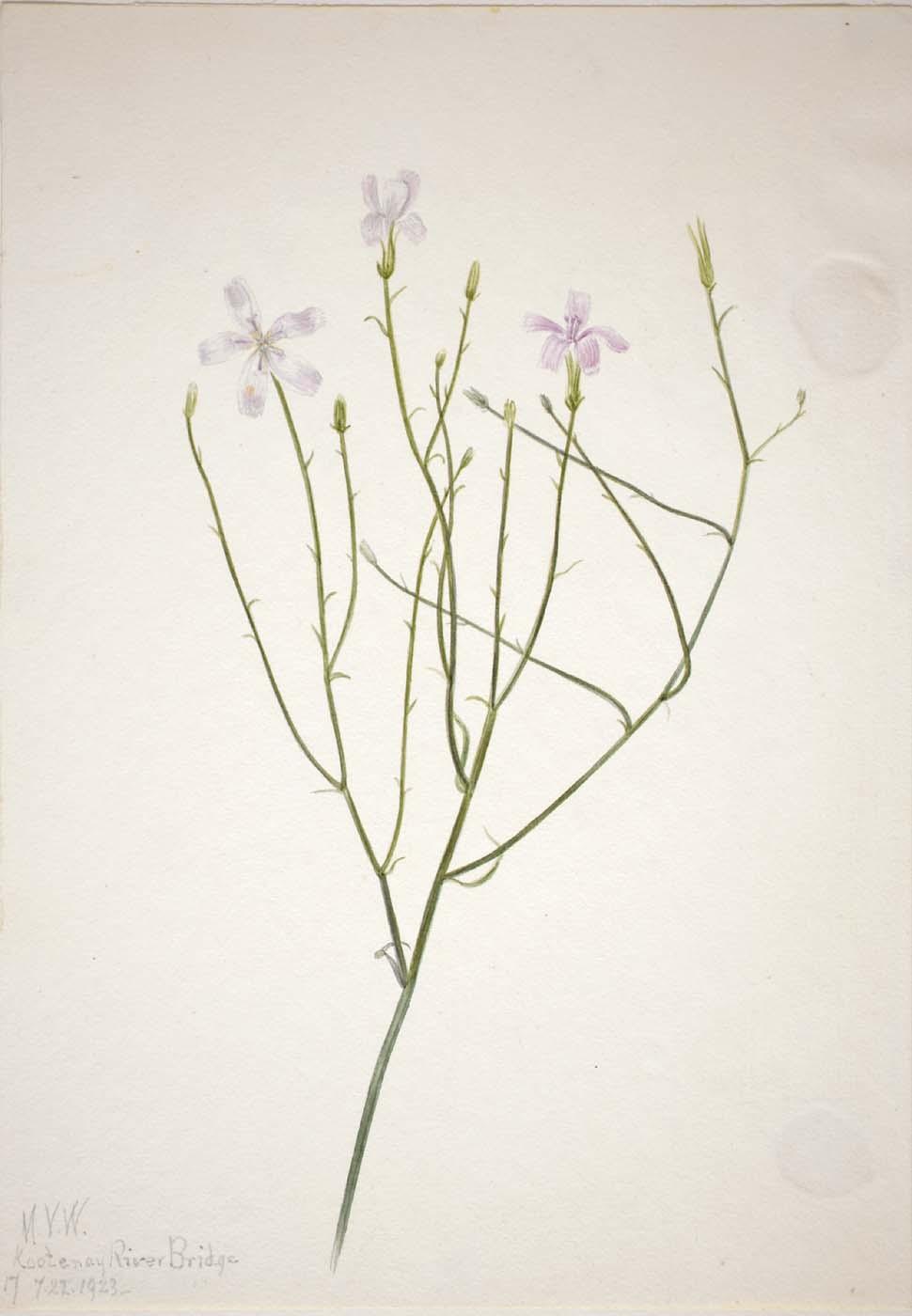 Skeleton Flower (lygodesmia Juncea) — Mary Morris Vaux Walcott