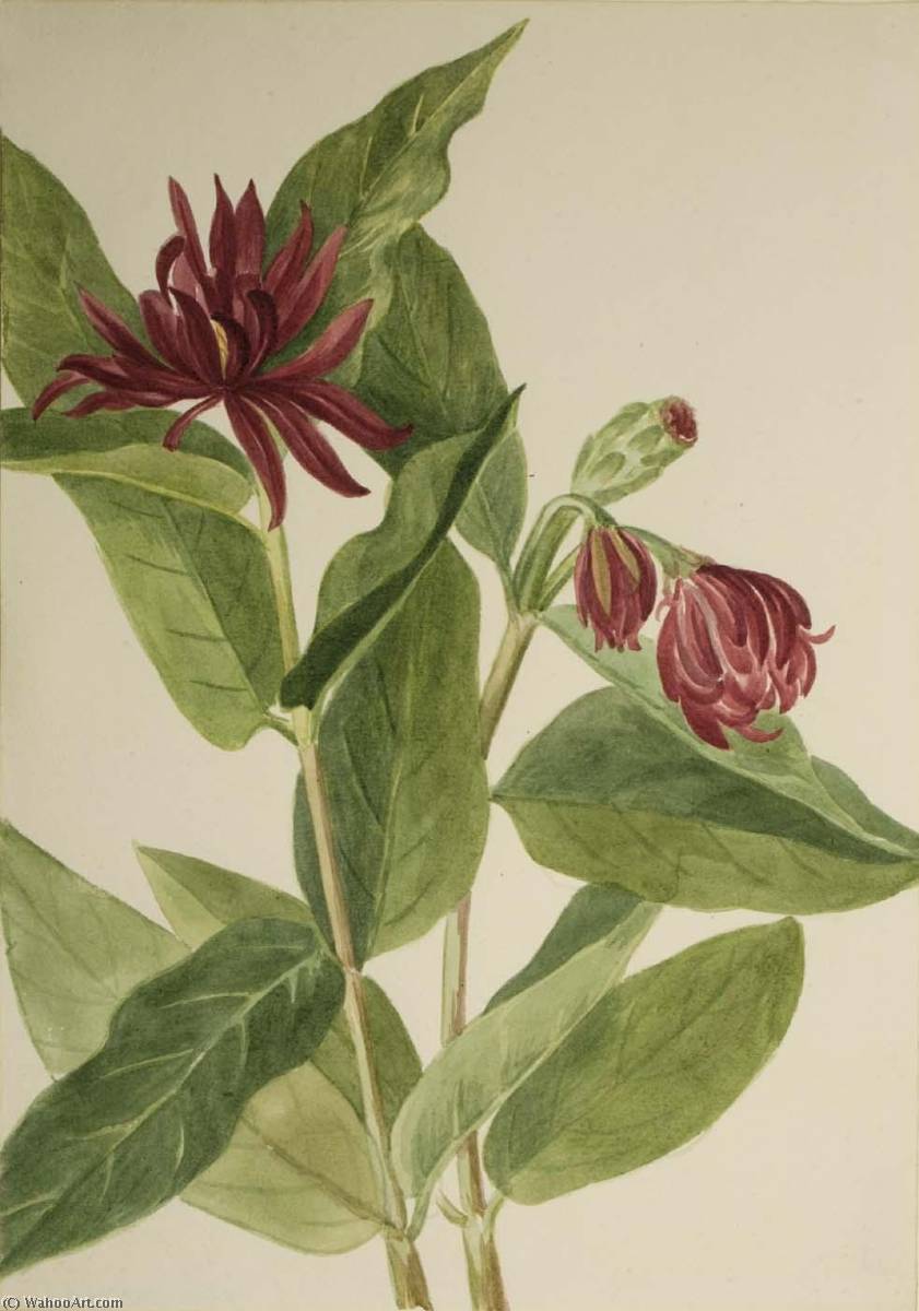 Spicebush (calycanthus Occidentalis) — Mary Vaux Walcott