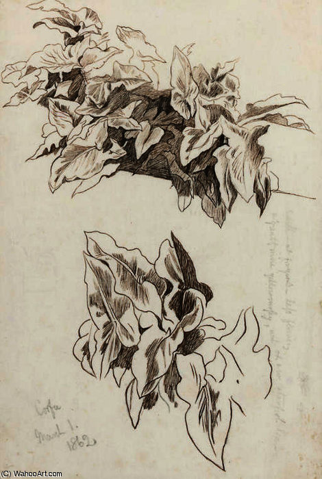 Study Of Ivy, Corfu — Edward Lear