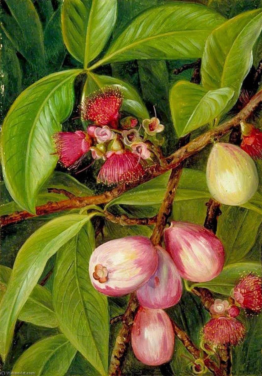 Foliage, Fruit And Flowers Of A Rose Apple, Java — Marianne North