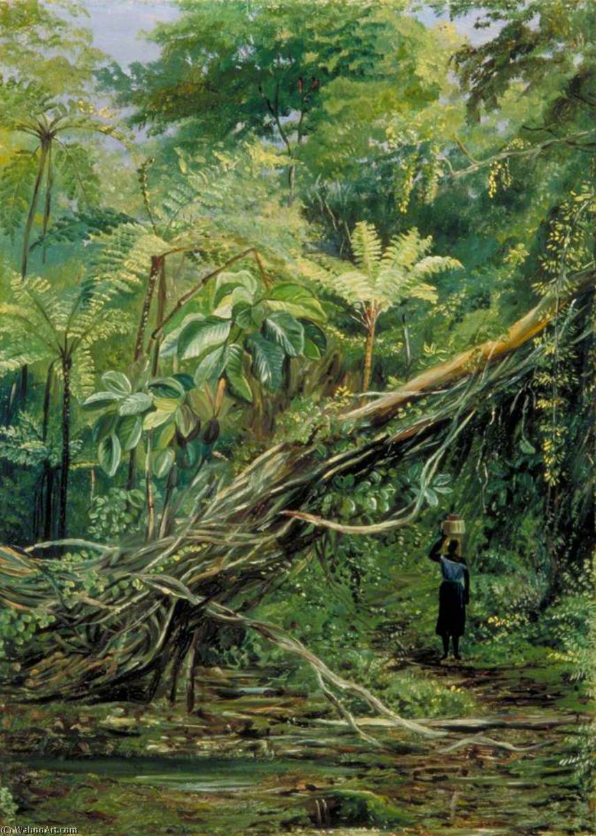 View Under The Ferns At Gongo, Brazil — Marianne North