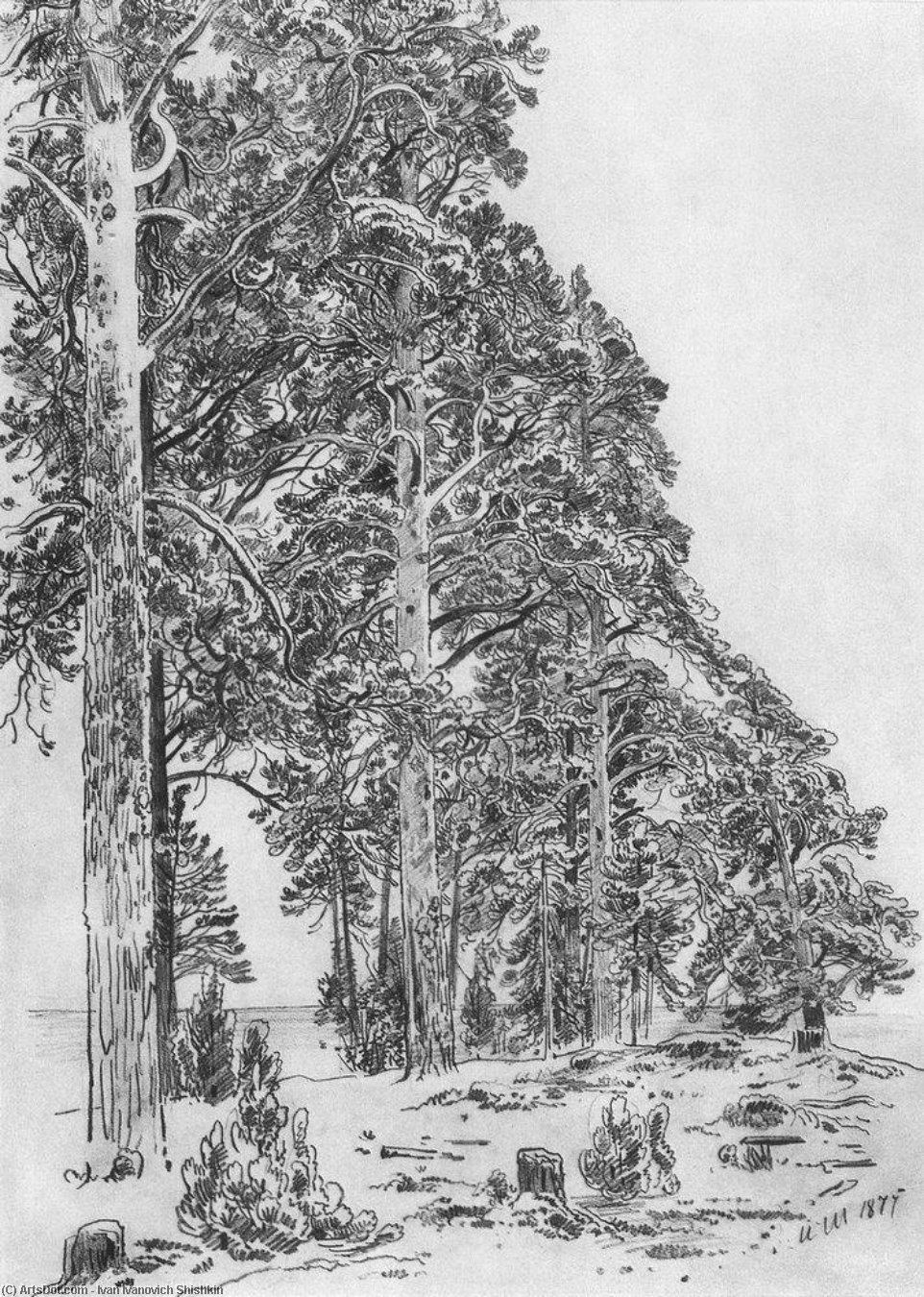 Pines On The Beach — Ivan Ivanovich Shishkin