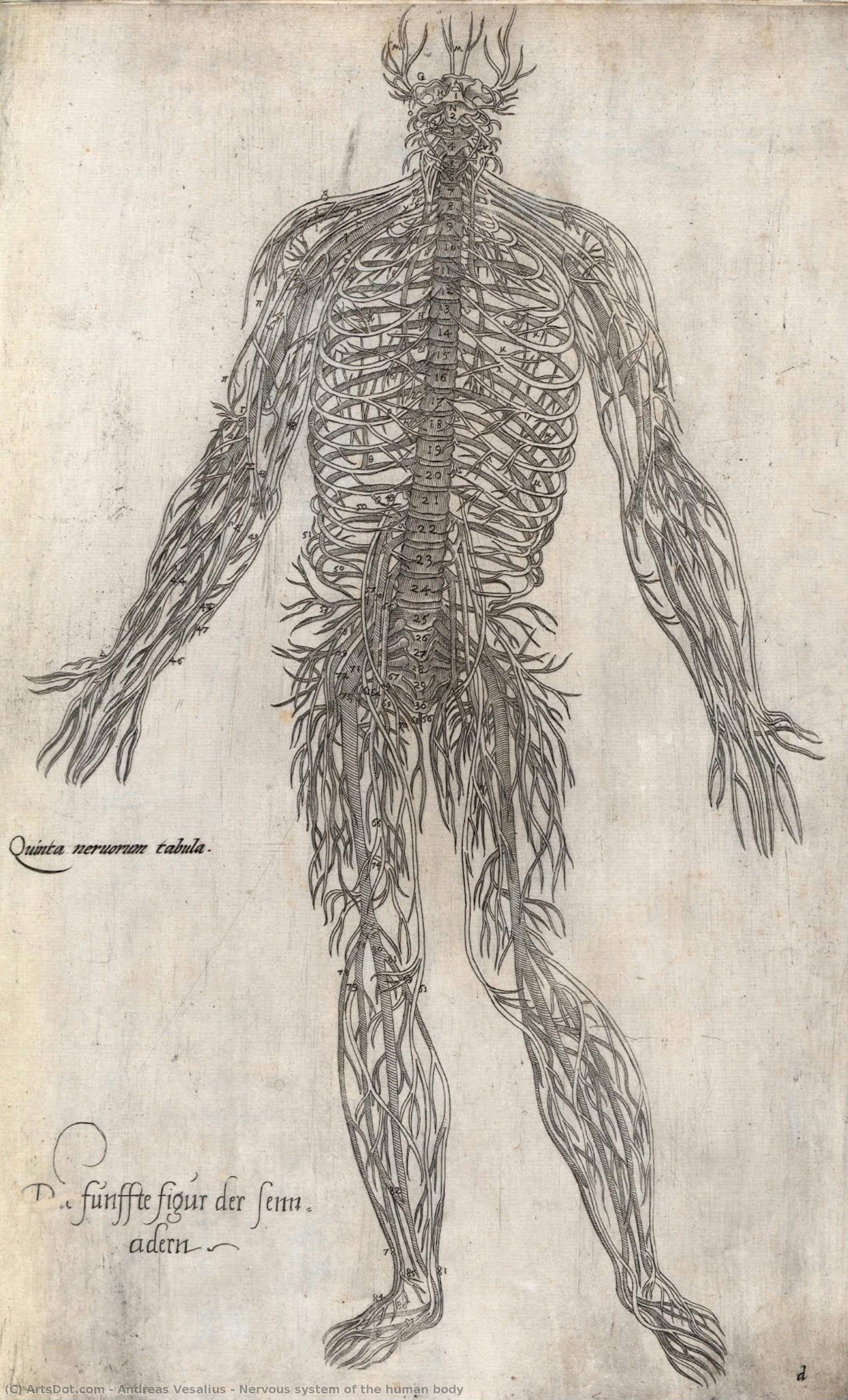 Nervous System Of The Human Body — Andreas Vesalius