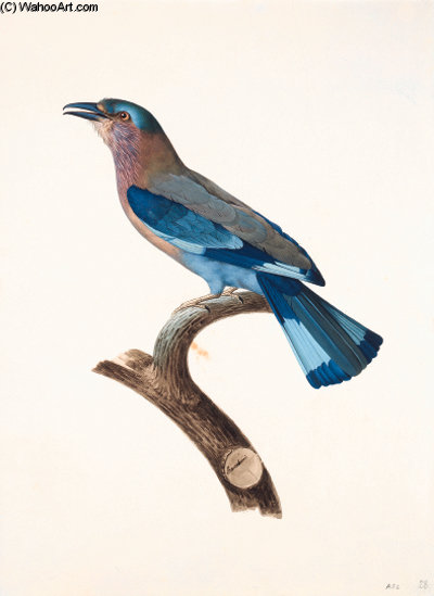 Coracias Naevia — Jacques Barraband