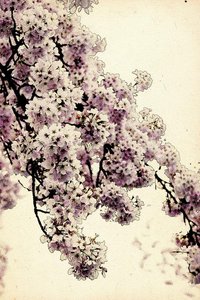 Ephemeral Ink: The Sakura Halftone — Pauline Aubert