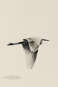 Ephemeral Flight: A Study In Monochromatic Grace — Chloé Leroy