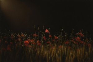 The Chiaroscuro Of Crimson And Gold: A Solitary Vigil — Jacques Villedieu, Baroque