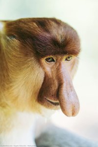 Male Proboscis Monkey — Angelo Chiacchio