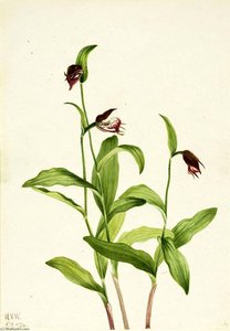 Ramshead Lady's Slipper (cypripedium Arietinum) — Mary Morris Vaux Walcott