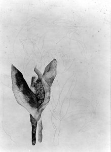 Tulips — Charles Demuth