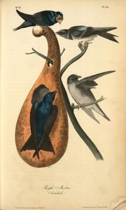 Purple Martin. (calabash) — John James Audubon