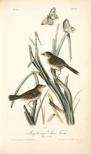 Macgillivray's Shore-finch. 1. Male. 2. Female — John James Audubon