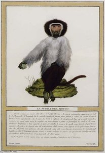 Monkeys — Nicolas Henri Jacob