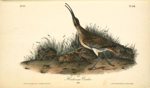 Hudsonian Curlew. Male — John James Audubon